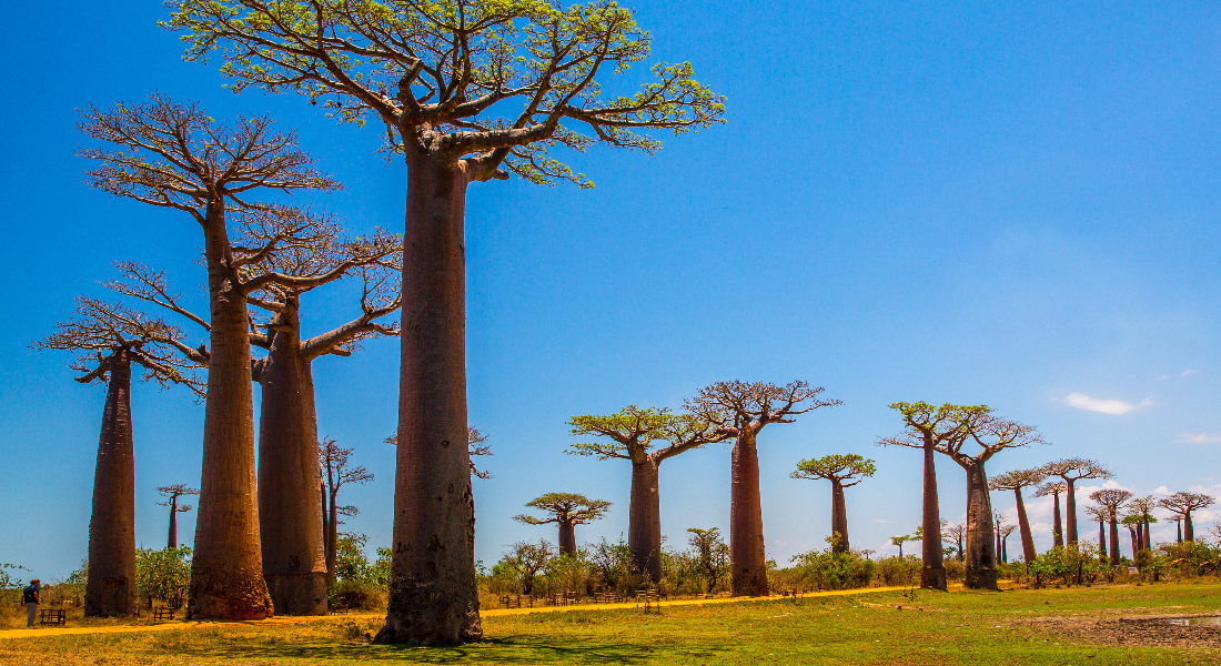 Vanilla cultivation can boost biodiversity in Madagascar •